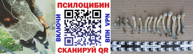 Псилоцибиновые грибы Psilocybe  Томск 